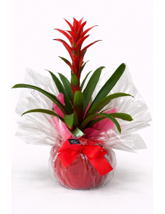 Guzmania