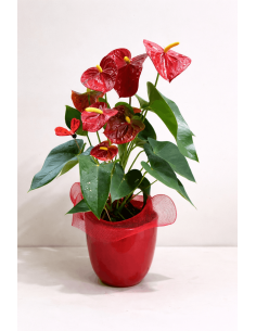 Anthurium con cerámica