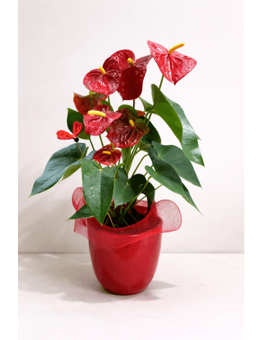 Anthurium con cerámica