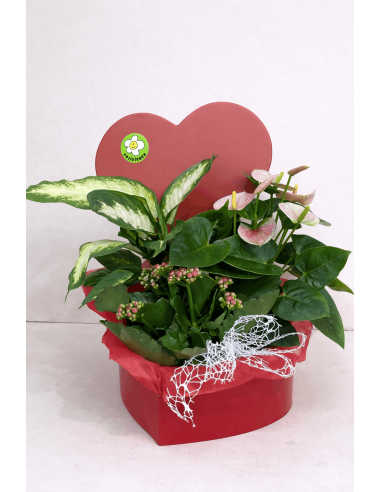 Centro plantas corazon