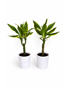 Tronco de brasil con maceta mandala