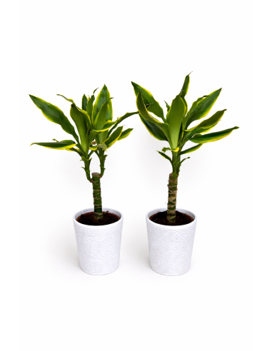 Tronco de brasil con maceta mandala