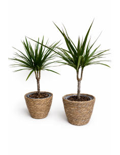 Dracena marginata 1T