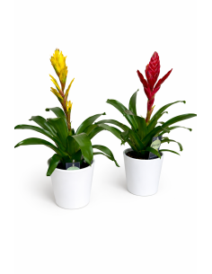 Vriesia con maceta de cerámica