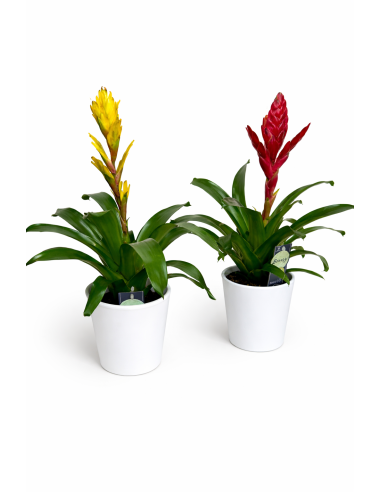 Vriesia con maceta de cerámica