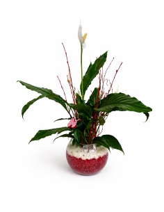 Spatiphillium gelatina