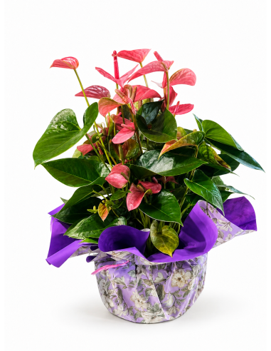 Anthurium tarrina