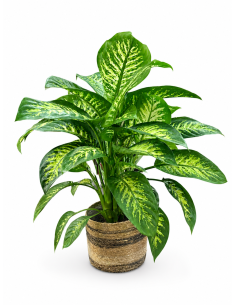 Dieffembaquia tropik