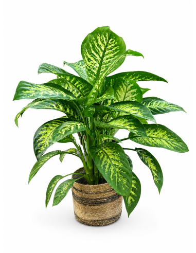 Dieffembaquia tropik