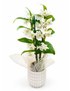Dendrobium