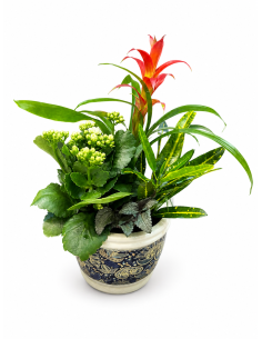 Taza planta pequeña